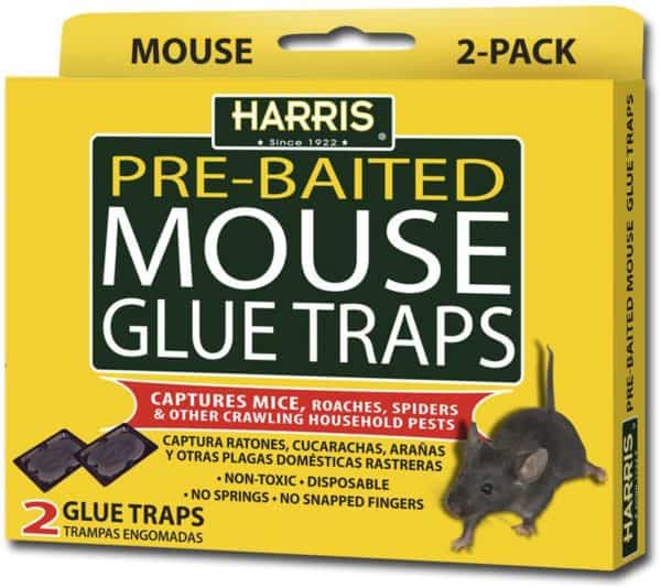 harris-mouse-glue-trap-2ct