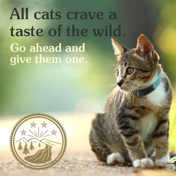 taste-of-the-wild-rocky-mountain-cat-food