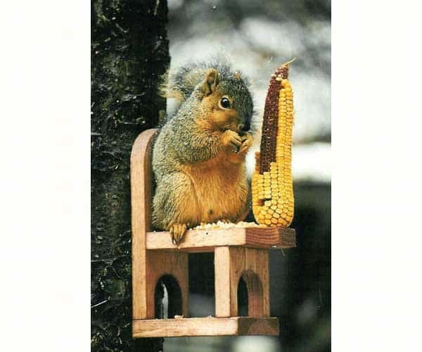 squirrel-chair-feeder