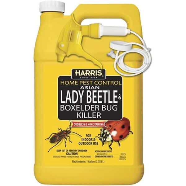 asian-beetle-killer-gal