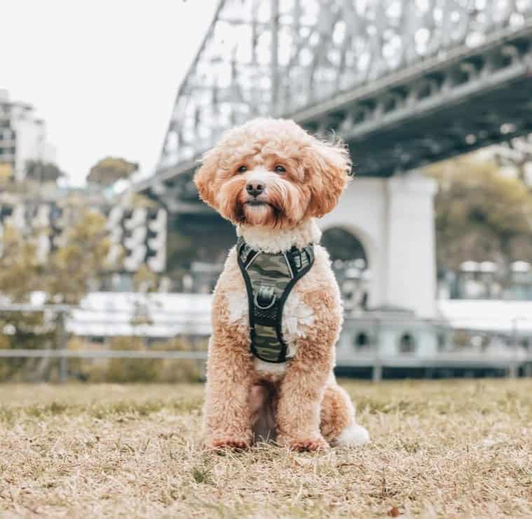 Big Little Dogs Grey Camo Dog Harness UPCO big-little-dogs-grey-camo-dog-harness-upco
