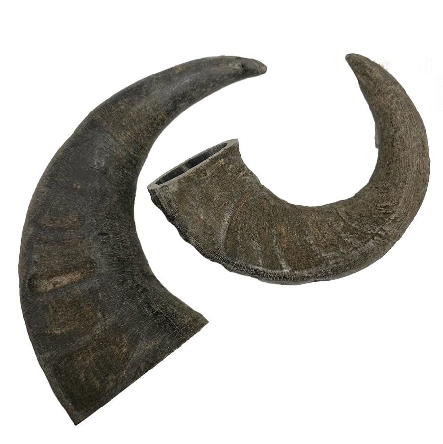 Dog Buffalo Horn Chew