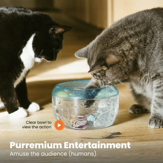 Meow-smerizing-Fish-Bowl-INFO5