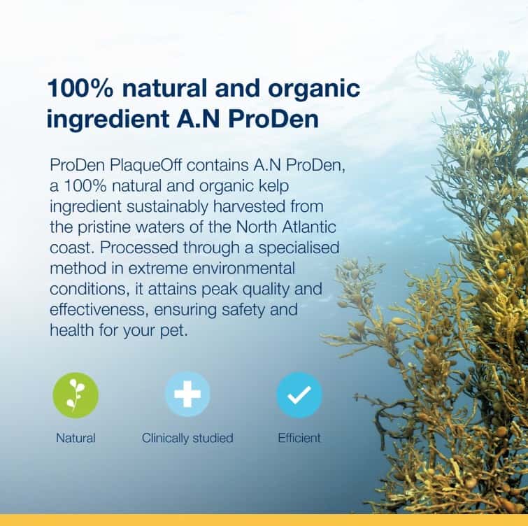 Plaque-Off-Powder-INFO8