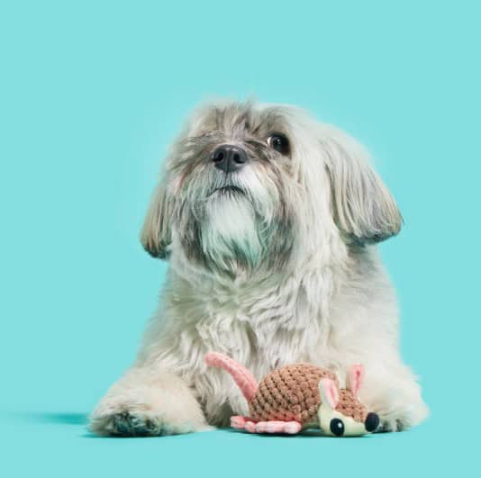 BARK-Armie-Dillo-XS-INFO3