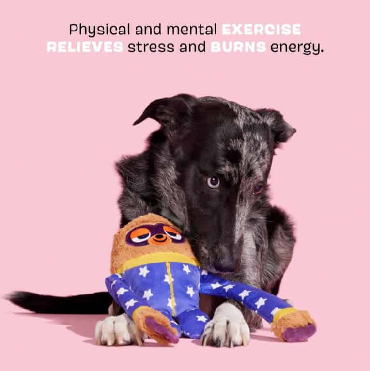 BARK-Slow-Jams-Dan-INFO2