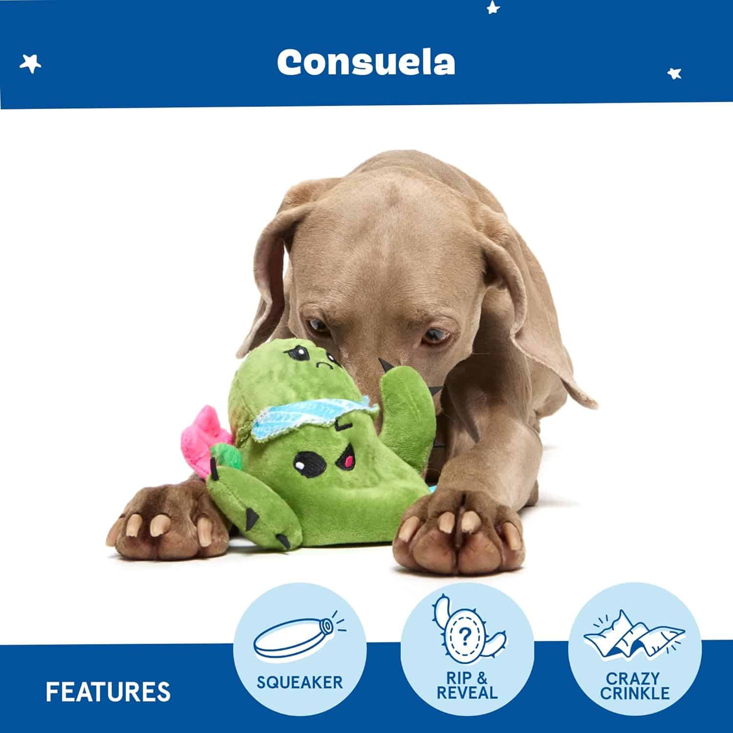 Consuela-Cactus-INFO4