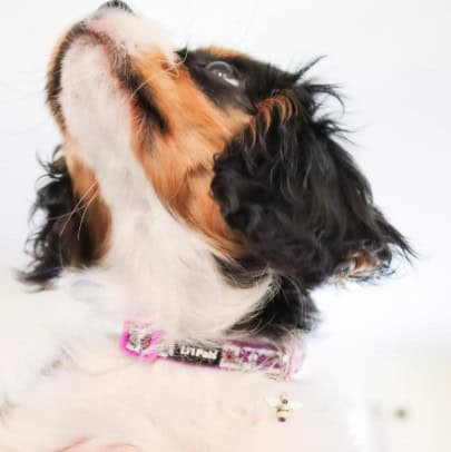 Li'l Pals® Charming Ribbon Overlay Dog Collar – Bumble Bee