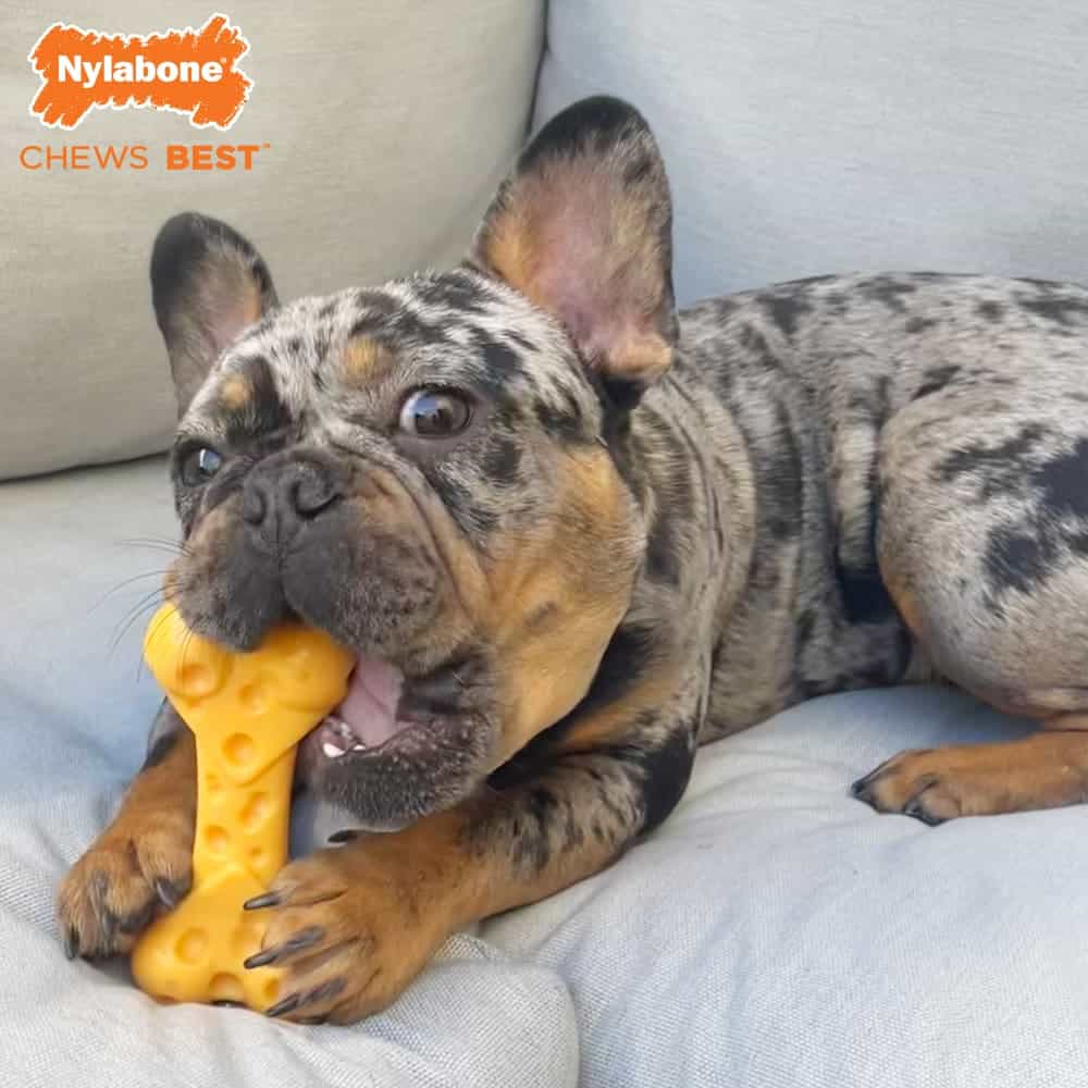 Nylabone-Cheese-Chew-Toy-INFO