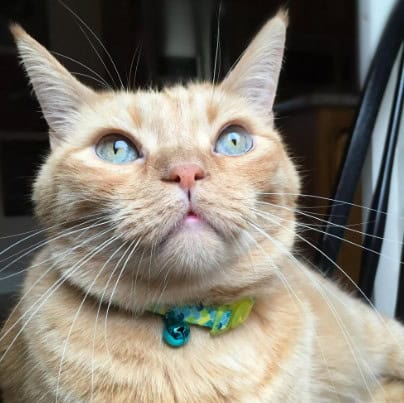 SafeCat-Fashion-Lime-Scales-Cat-Collar-INFO