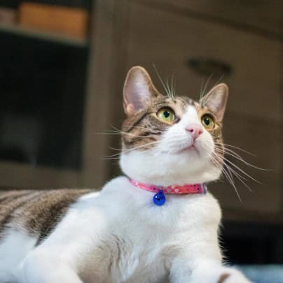 Safe Cat® Fashion Adjustable Breakaway Cat Collar – Pink Multi Hearts
