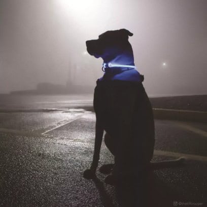 USB-Light-Up-Ring-Collar-INFO