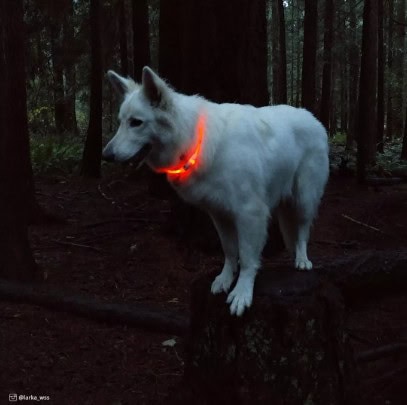 USB-Light-Up-Ring-Collar-INFO3