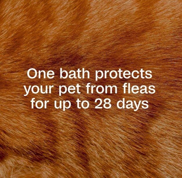 Adams-Plus-Foaming-FT-Cat-Shampoo-INFO2