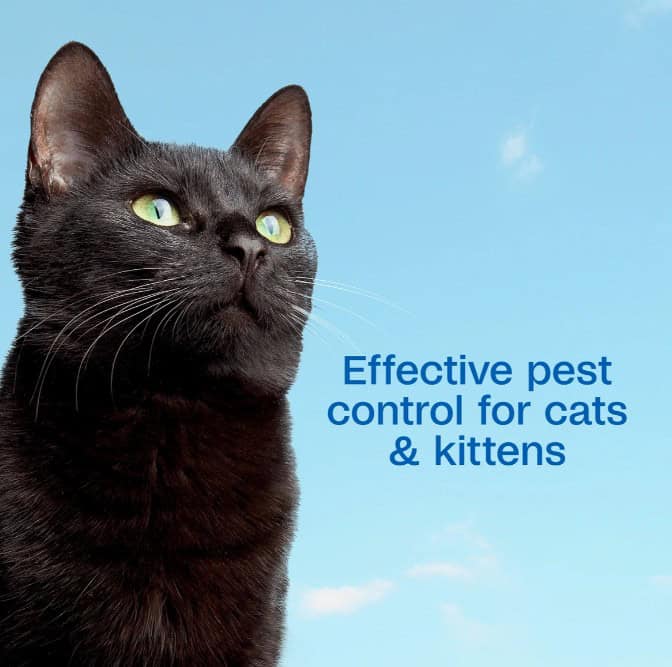 Adams-Plus-Foaming-FT-Cat-Shampoo-INFO3